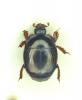 Hypocaccus ascendens ascendens